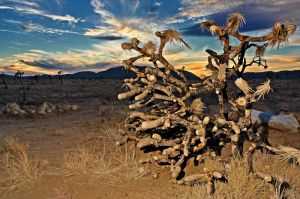 2009.11_Joshua Tree_009-88-Bearbeitet.jpg